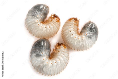 image   grub worms beetle isolated  white background larvae