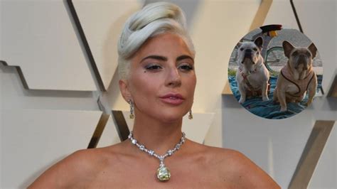 Lady Gaga Recuperó A Sus Perros Que Fueron Robados Diarioshow El Portal De Espectáculo