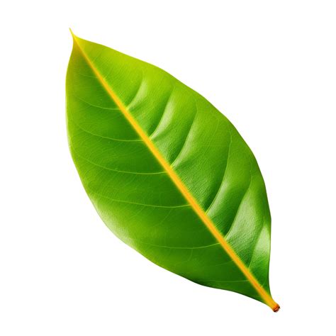 Ai Generated Mango Leaf Clip Art 40216905 Png