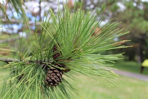 Pinus resinosa (Red Pine) – Mount Royal Seeds