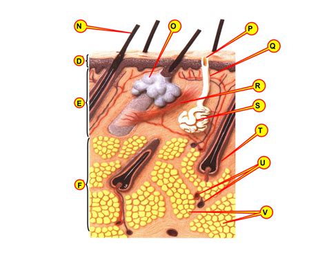 Skin Anatomy 3 Diagram | Quizlet