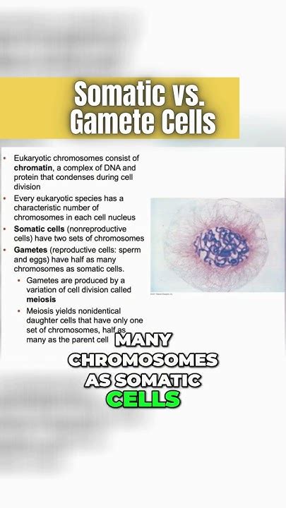 Somatic Cells 🫀vs Gametes 🥚 Mitosis Or Meiosis Youtube