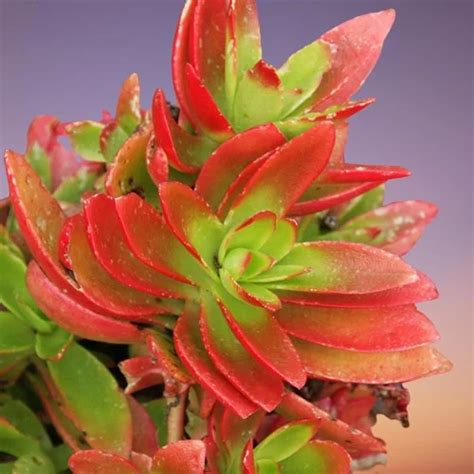 Crassula Capitella Campfire Indoor Care And Propagation Guide