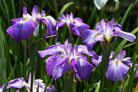 Iris Blumen Lilane Kostenloses Foto Auf Pixabay Pixabay