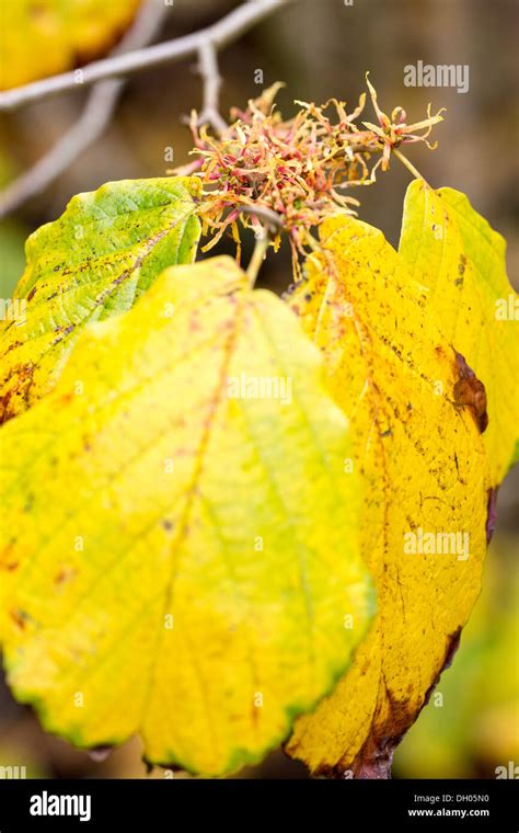 Witch Hazel Autumn Foliage Hamamelis Hi Res Stock Photography And