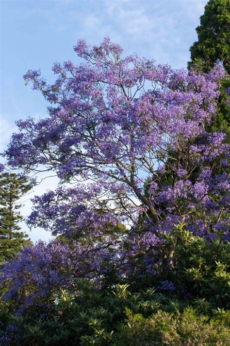 Jacaranda Focus The Key To Concentrate Your Power