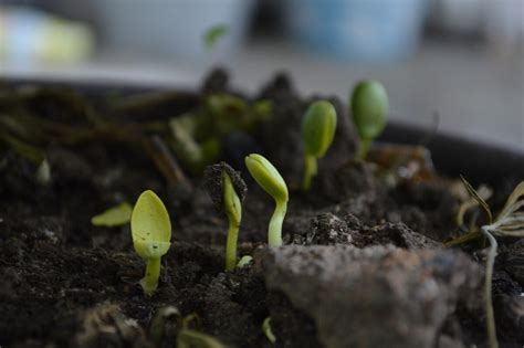 Cómo hacer abono casero para plantas en maceta