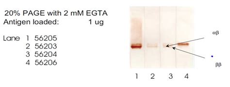 Anti S100α α Antibody QED Bioscience Inc