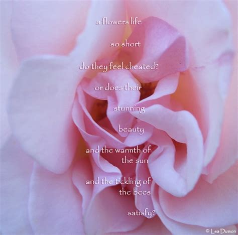 Poem A Flowers Life Poems Flowers Life