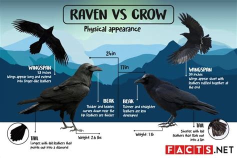 Raven VS Crow: What's The Difference? | Facts.net