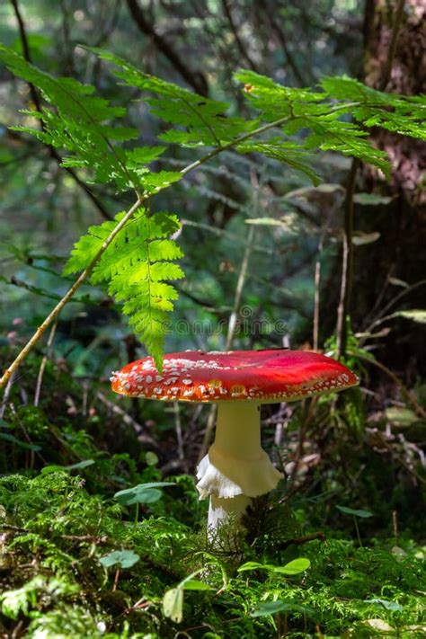 Red Wild Amanita Muscaria Mushroom A Red Amanita Muscaria Mushroom