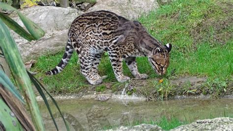 DSC00275 OCELOT LOcelot Leopardus Pardalis Ou Ancienne Flickr