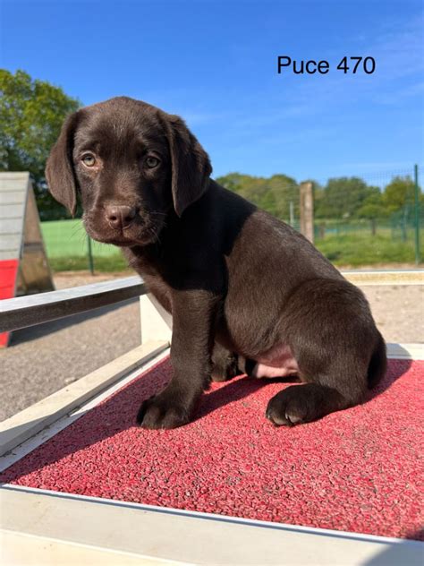 Elevage Des Bocages Du Pays De Bray Eleveur De Chiens Labrador Retriever