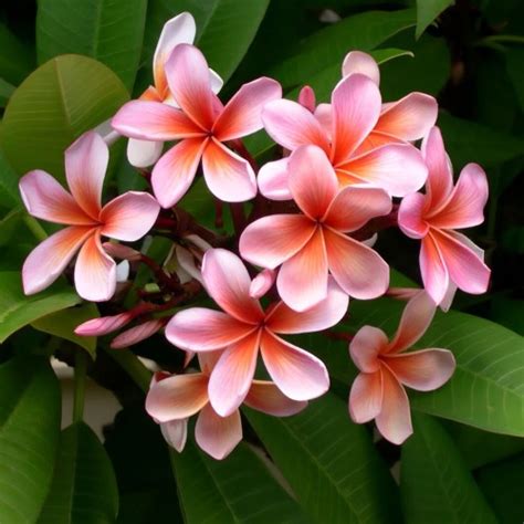 Plumeria Opal Pink Sadzonka Roslinydomowe Pl