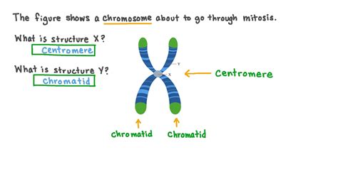 Centromere Structure