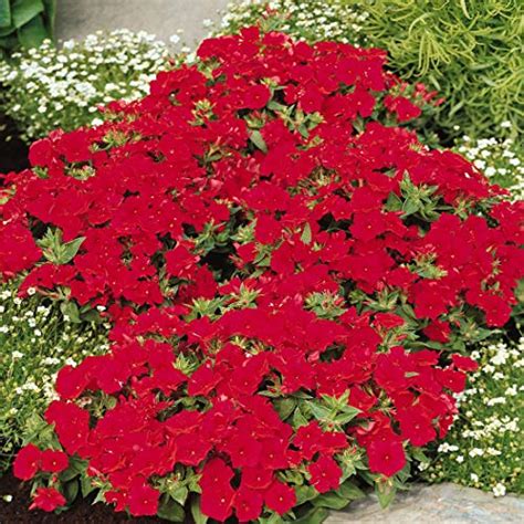 Outsidepride Phlox Scarlet Seeds Pricepulse