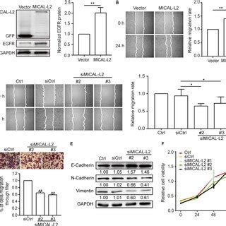 Depletion Of Micall Inhibits Egfr Expression In Gastric Cancer Cells