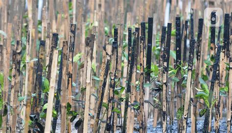 PLN Nusantara Tanam 5 000 Mangrove Di Ecomarine Muara Angke Foto