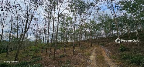 Acres Rrubber Estate At Slim River Perak Kampung Rasau Tanjung