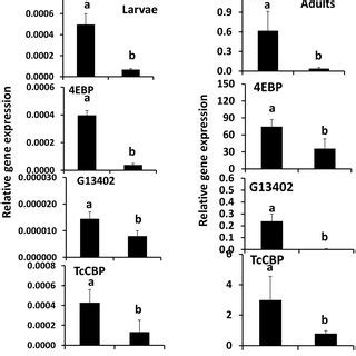 Cbp Is Required For Jh Induction Of Genes In Final Instar Larva Left