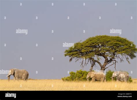 Afrikanischer Elefant Loxodonta Africana African Bush Elephant