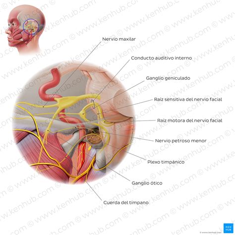 Nervio Facial Anatomia Origen Funciones Y Lesiones Del Vii Par Craneal