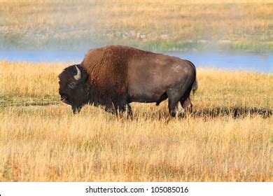 American Bison Buffalo Yellowstone National Park Stock Photo 105085016 | Shutterstock