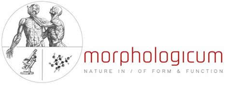 Capillary Fluid Exchange Morphologicum