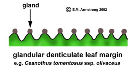 Leaf Terminology Part 2