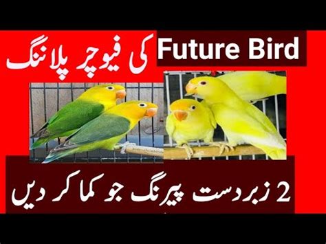 Love Birds Future 2024 And Love Birds Best Pairing 2024 Lovebirds