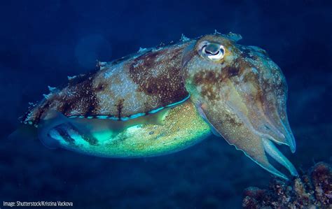 Broadclub Cuttlefish Oceana