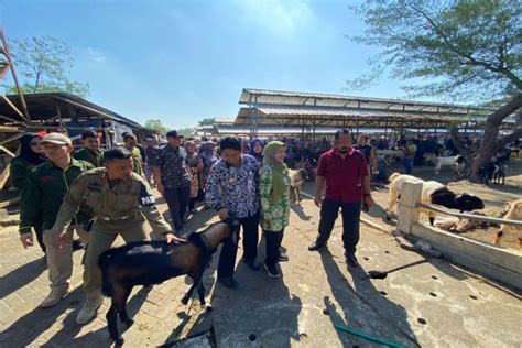 Pemkab Gunungkidul Memastikan Stok Hewan Kurban Sangat Banyak ANTARA