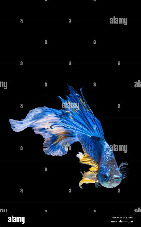 Blue Siamese Fighting Fish Hi Res Stock Photography And Images Alamy