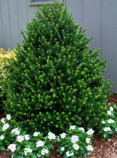 5 Ft Upright Evergreen Border Shrubs Zone 9 - They can be used as privacy hedges, borders ...