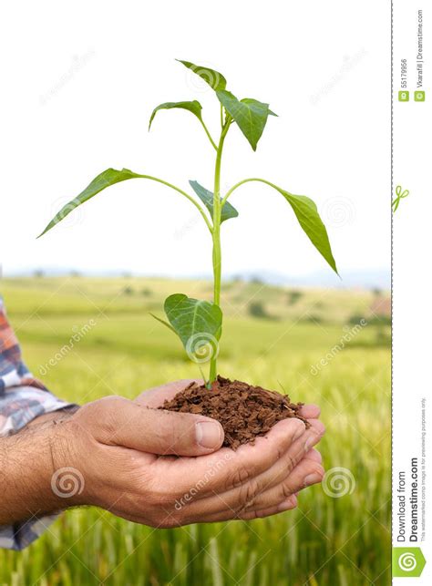 Manos Del Hombre Que Sostienen Una Planta Foto De Archivo Imagen De