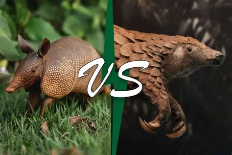 Armadillo Vs Pangolin How They Re Different Wildlife Informer