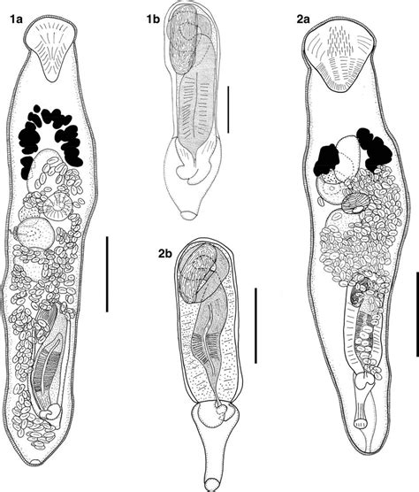 Prosorhynchus Jexi N Sp A Ventral View Of Holotype From