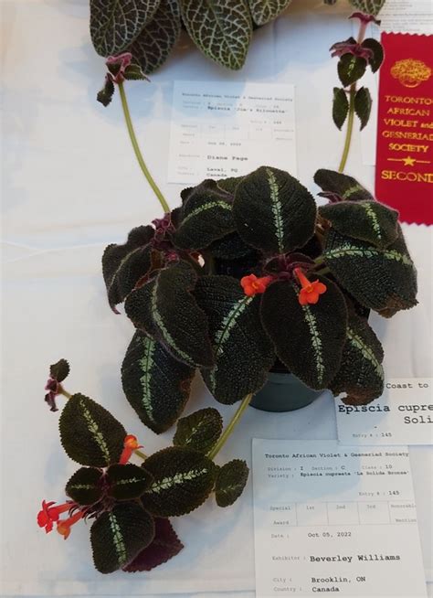 Episcia Cupreata ‘la Soledad Bronze Gesneriad Reference Web