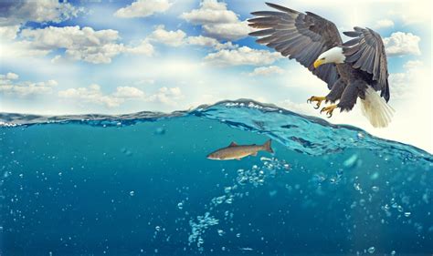 Bald Eagle Raptor Catching Fish 4k, HD Birds, 4k Wallpapers, Images ...