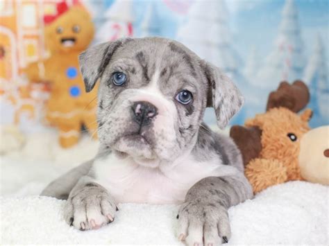 Victorian Bulldog-DOG-Female-Blue Merle-3416566-Animal Kingdom ...