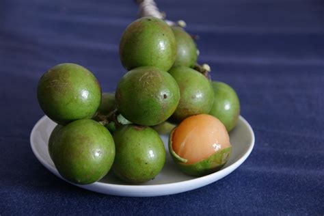 Spanish Lime - D's Fruit Trees