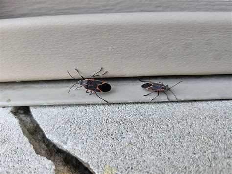 So many of these bugs everywhere : r/whatsthisbug