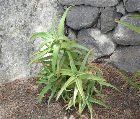 Octopus Plant 39496 English Common Name Aloe Arborescens