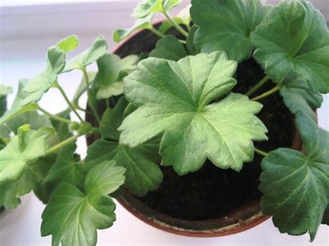 Если листья герани "вялые", закручены вниз .. она пропадает? В каких ...