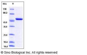 Human Eno Enolase Alpha Enolase Protein His Tag Vwr