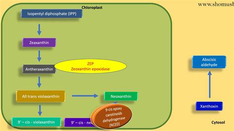 Abscisic Acid Biosynthesis Pathway Plant Hormone Lecture YouTube