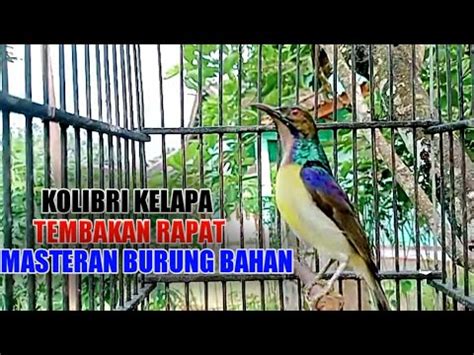 Tembakan Kolibri Kelapa Manggar Gacor Buat Masteran Burung Bahan Agar