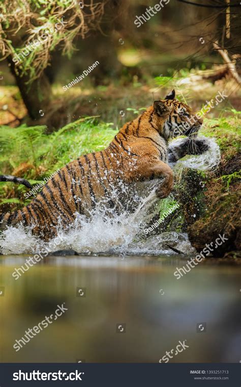 Tiger Jumping Out River Splashing Water Stock Photo (Edit Now) 1393251713 | Shutterstock