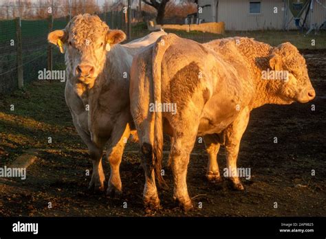 Breeding Bulls Charolais Meat Stock Photo Alamy