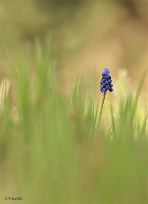 Muscari neglectum María Jesús LopezB Flickr